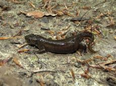 Тритон-малоазиатский_самка